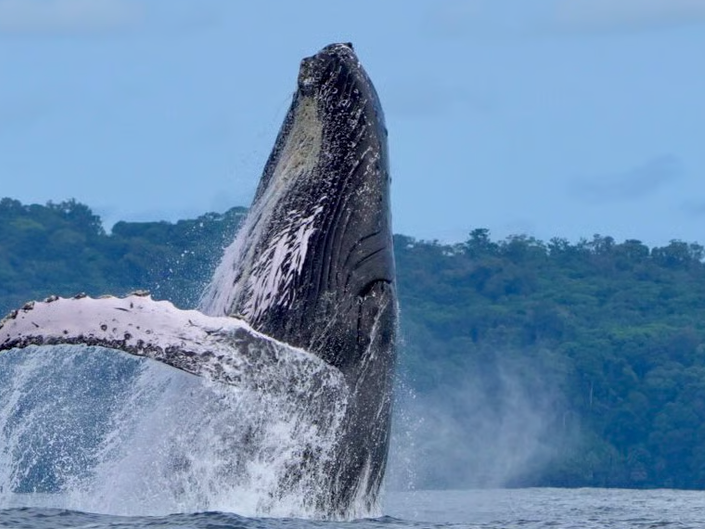 Whale watching tour in Uvita, Costa Rica