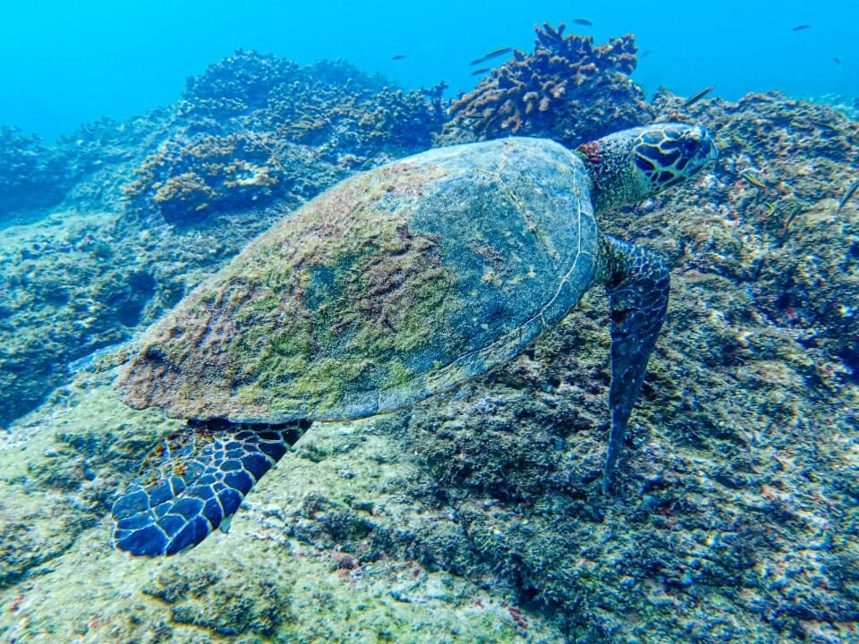 Snorkeling at Caño Island Biological Reserve