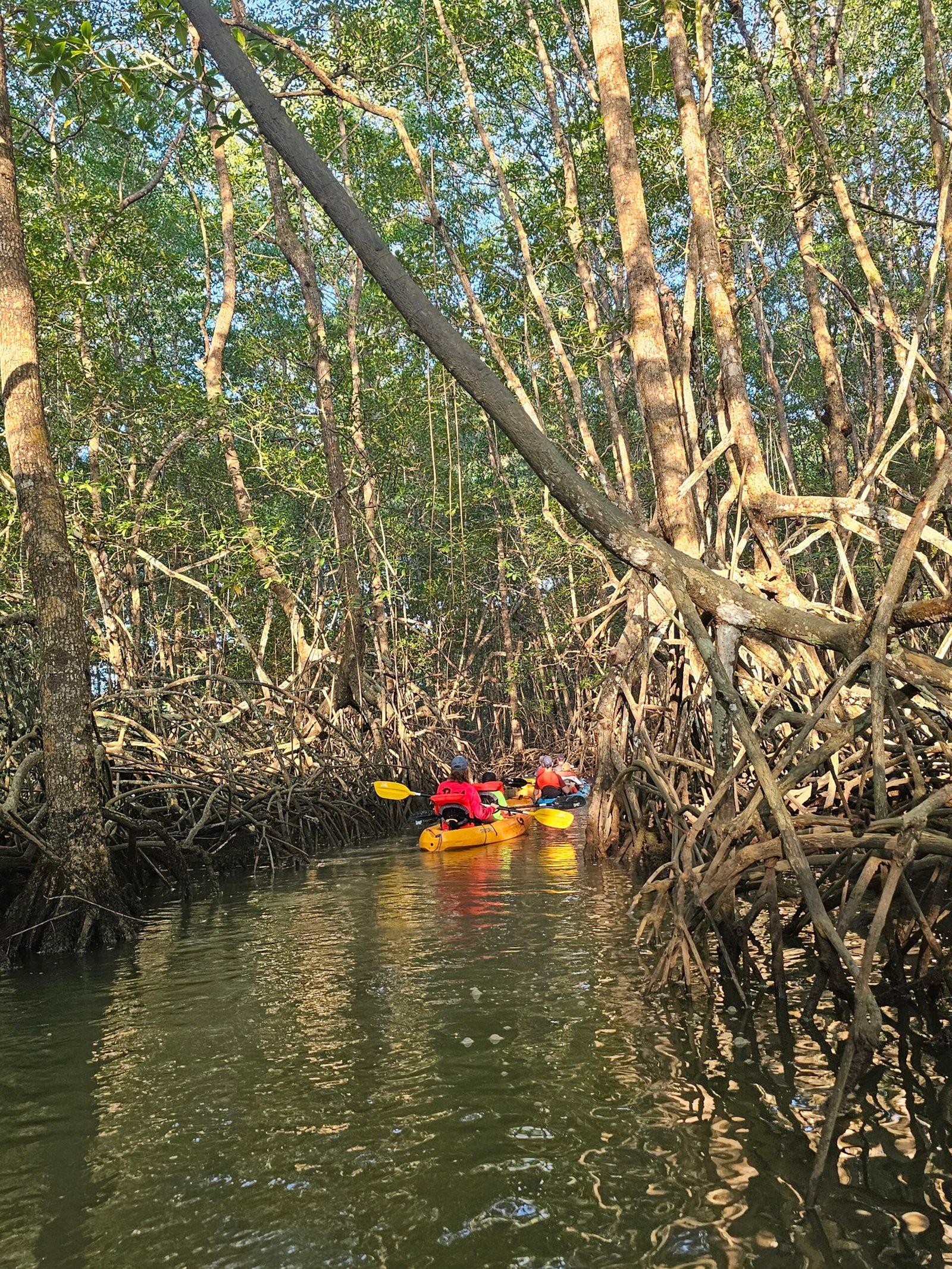 Kayakers navigating a narrow mangrove channel