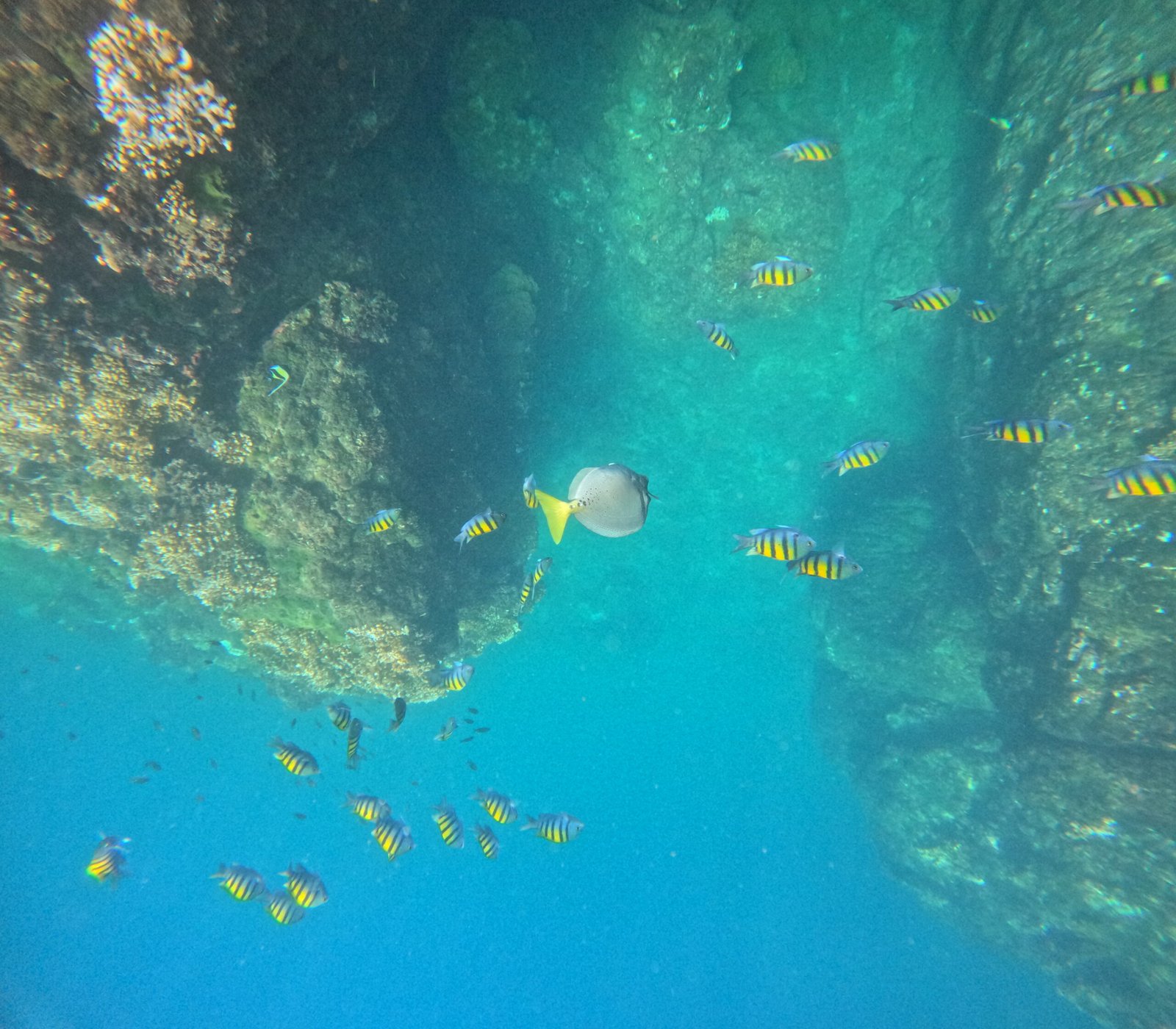 Tropical fish swimming through the rocky reef at Caño Island