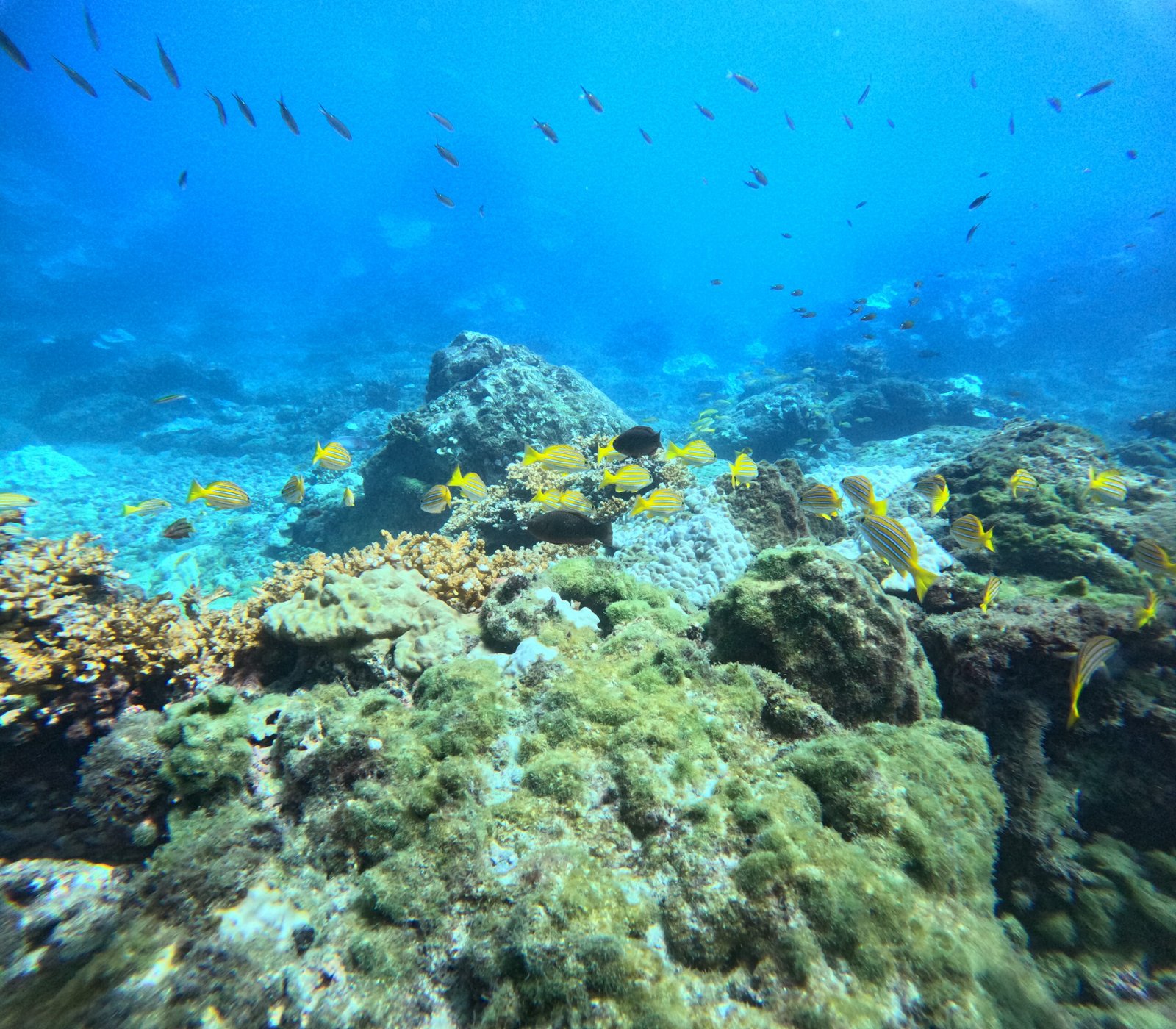 Colorful reef and schooling fish at Caño Island