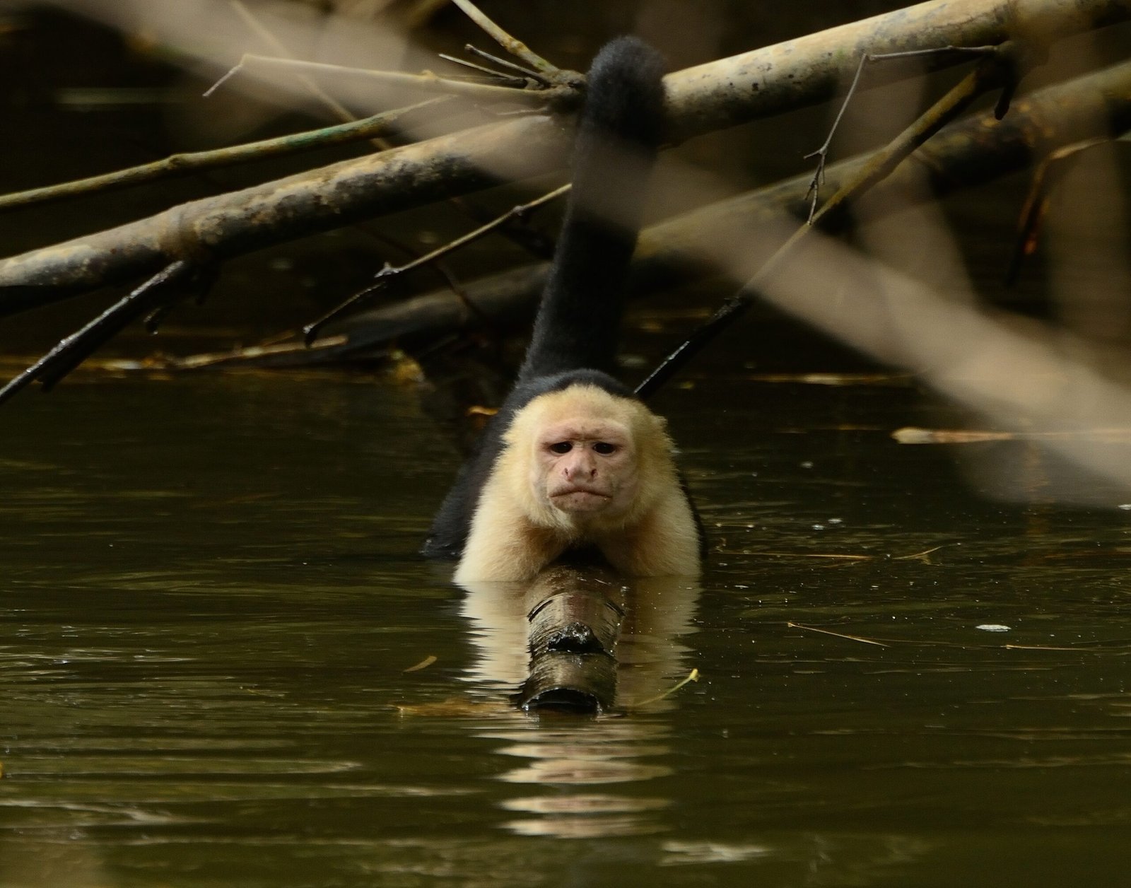 White-faced capuchin monkey in the mangroves
