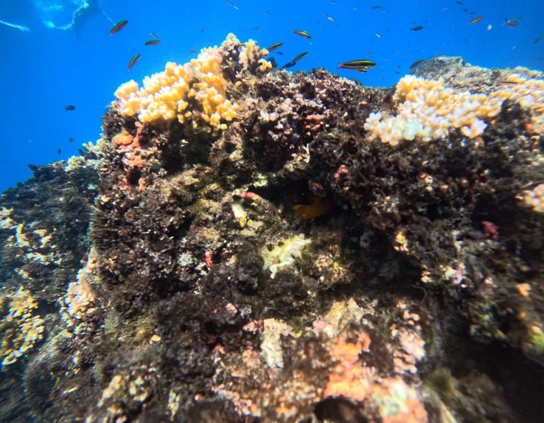 Coral reef and tropical marine life at Caño Island