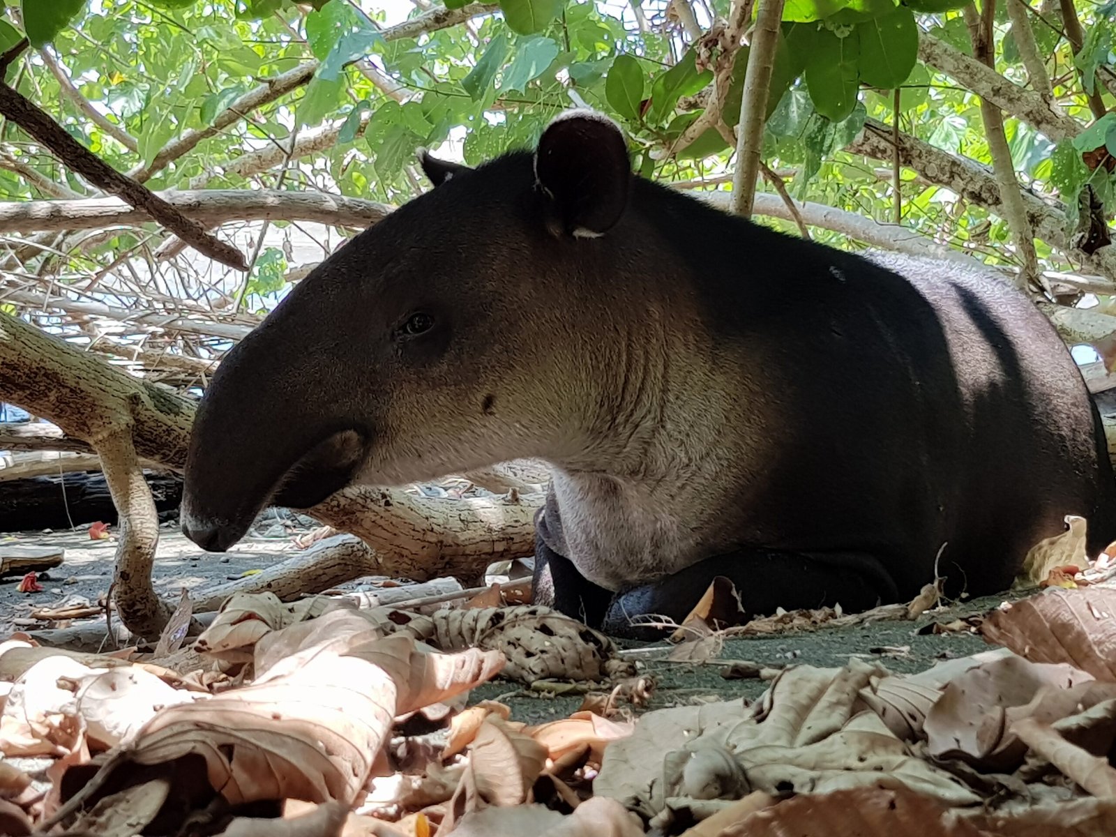 Baird's tapir in Corcovado National Park