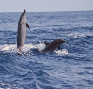View dolphins off Costa Rica's South Pacific coast