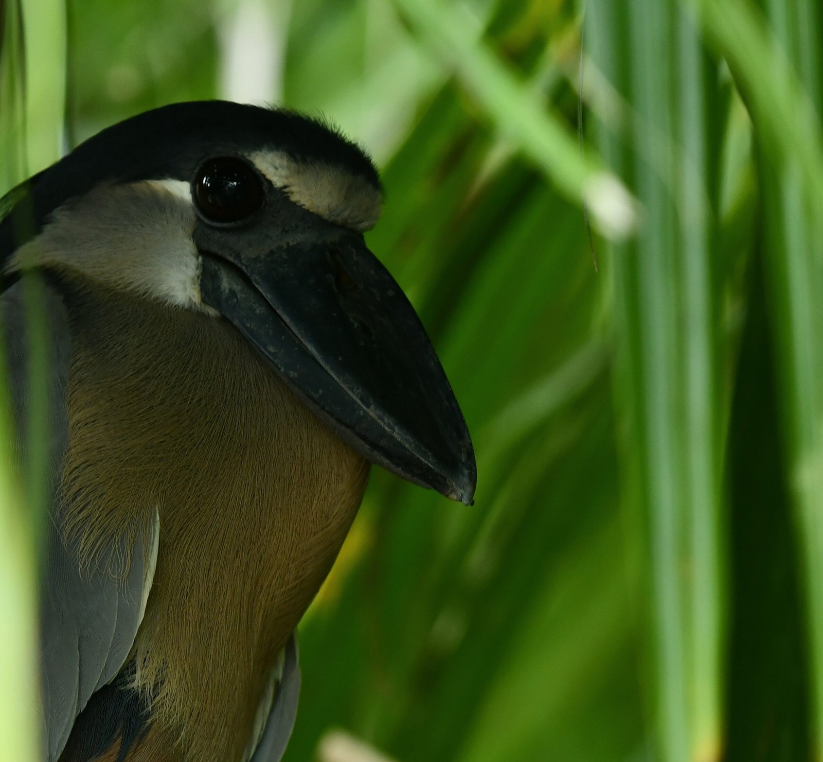 Boat-billed heron hidden among mangrove vegetation