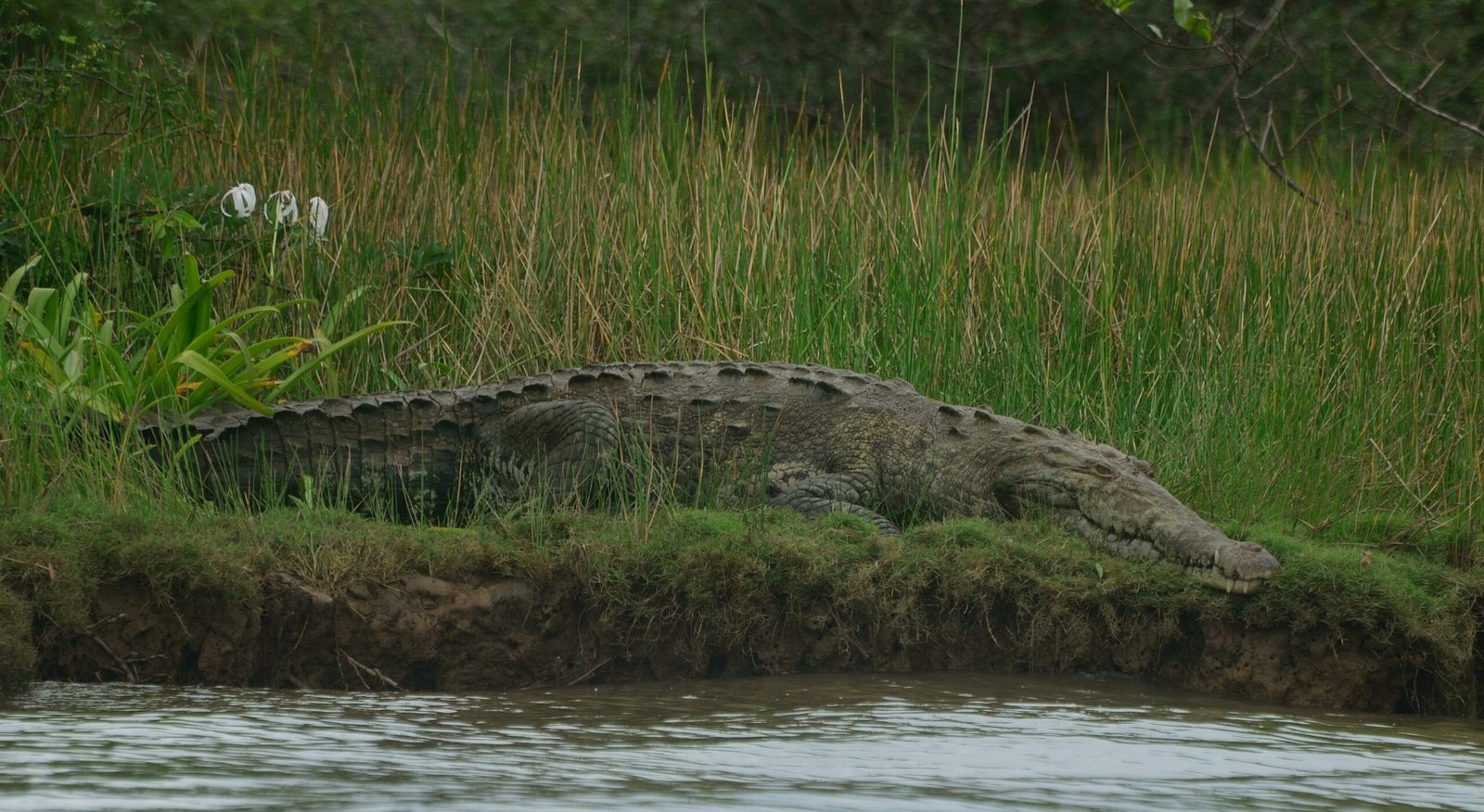 American crocodile on a riverbank near Sierpe
