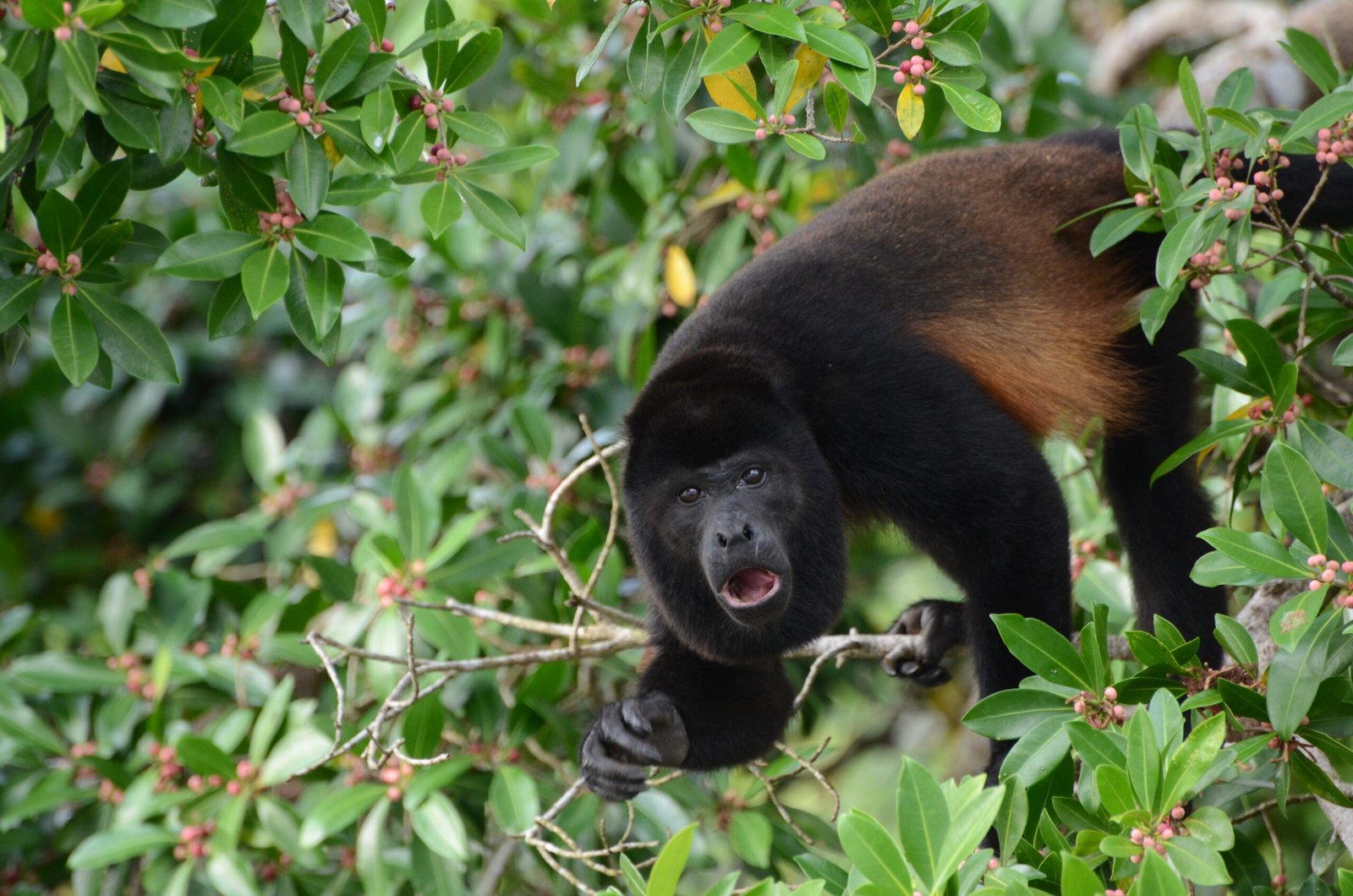 Howler monkey seen during the Sierpe mangrove boat tour