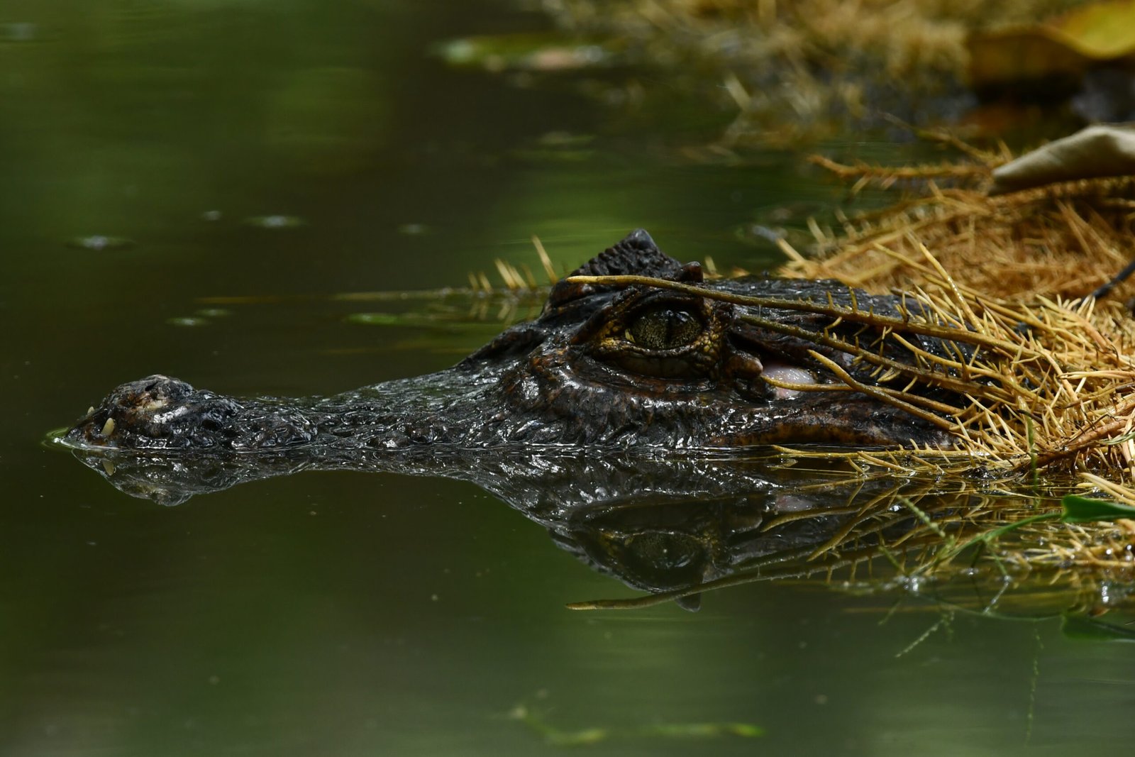 Caiman resting in the Sierpe wetlands