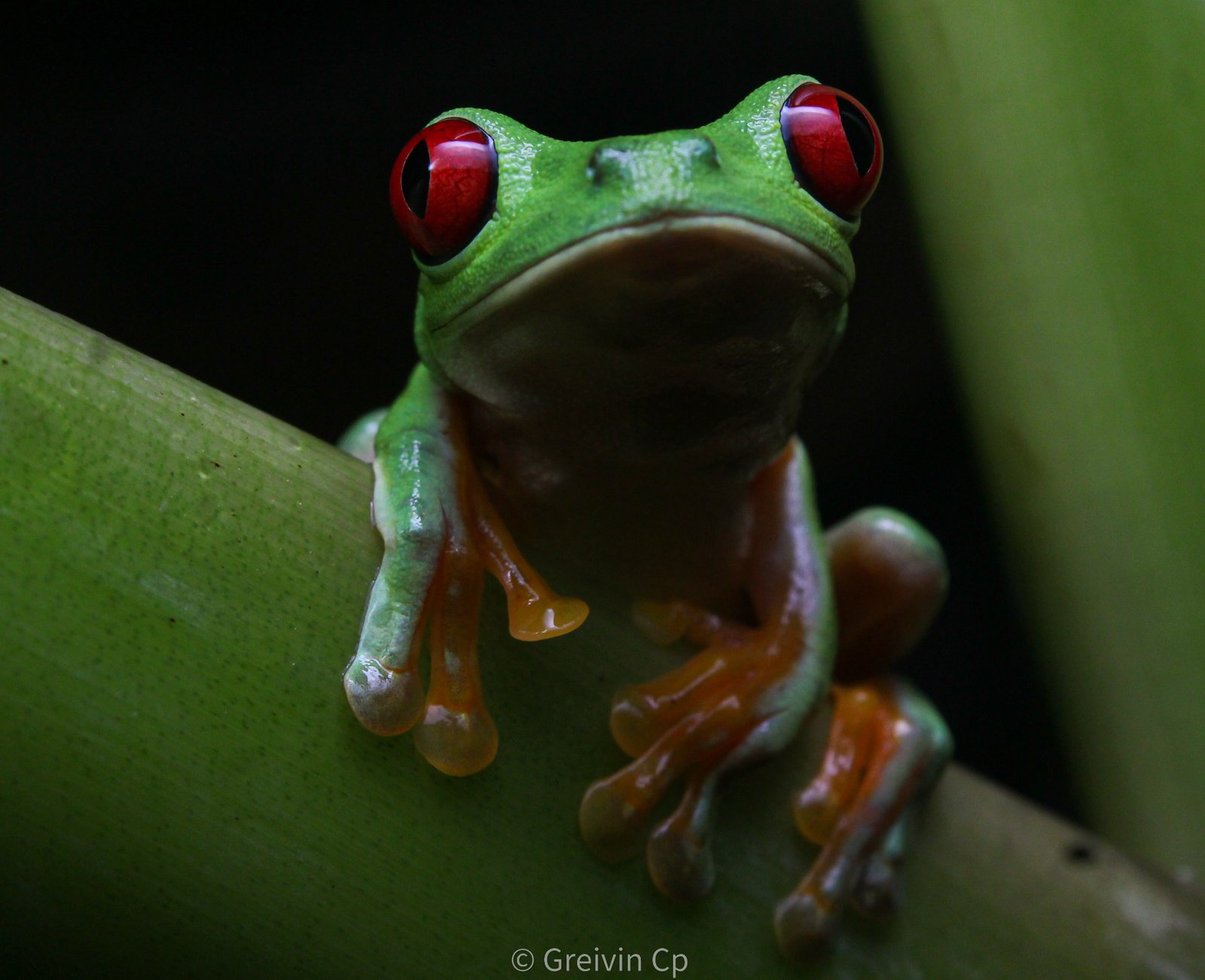 Red-eyed tree frog