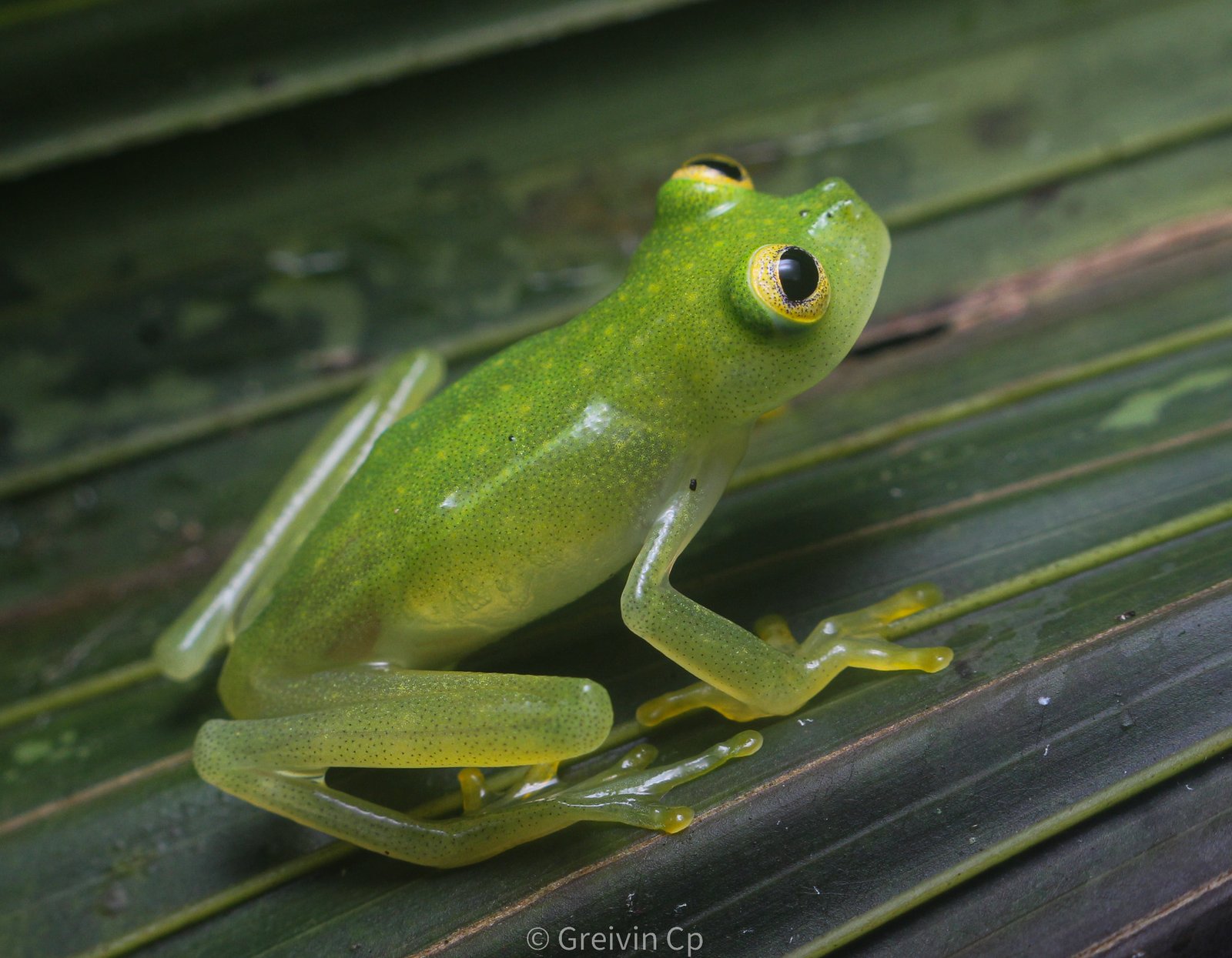 Glass frog resting on a rainforest leaf in Costa Rica