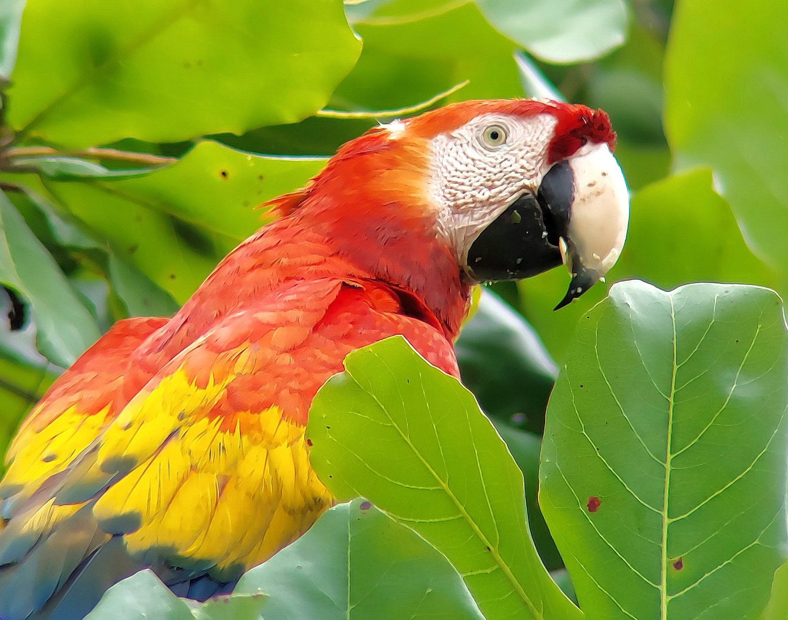 Scarlet macaw in Corcovado National Park