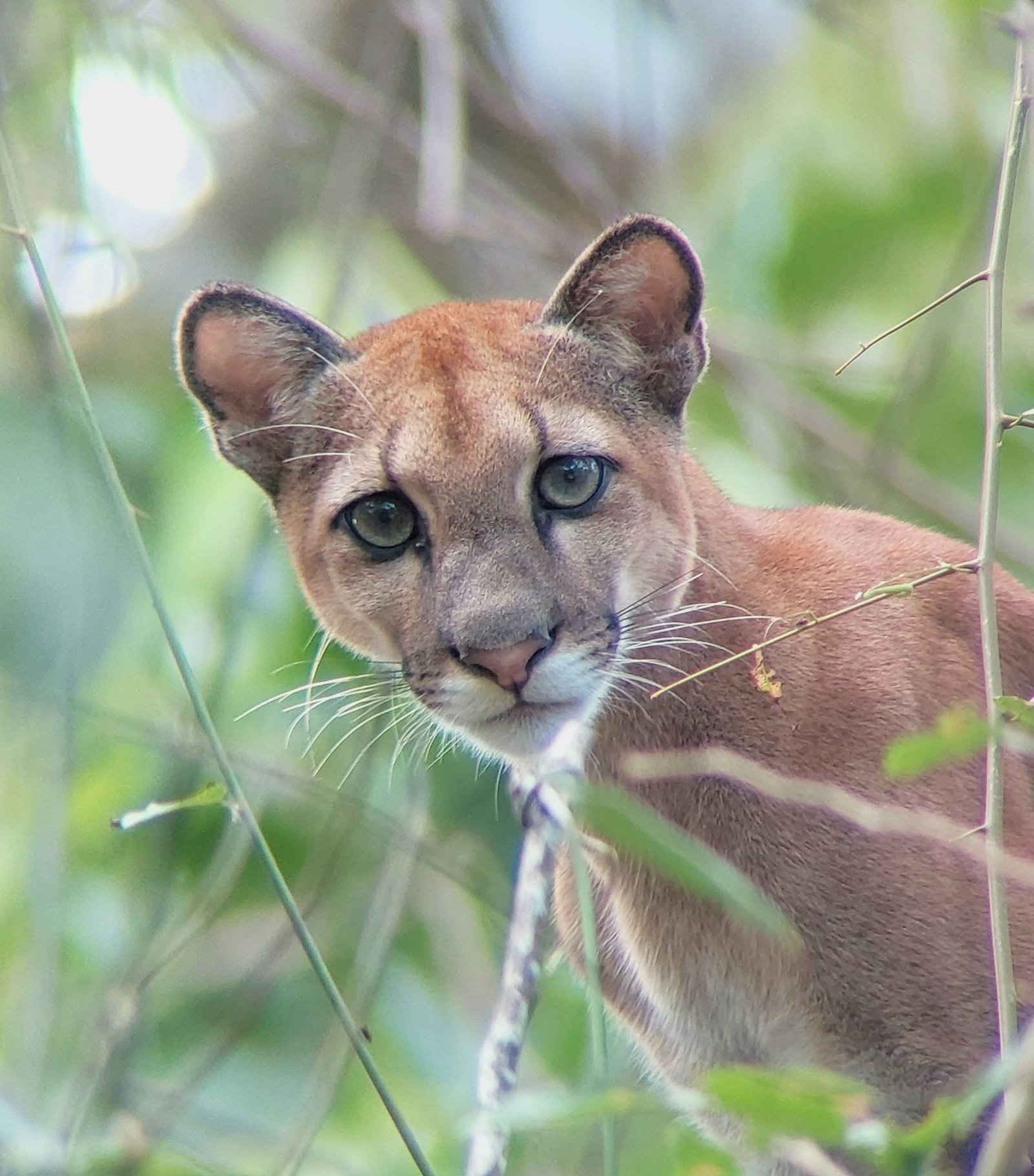 Puma walking in Corcovado National Park, Costa Rica