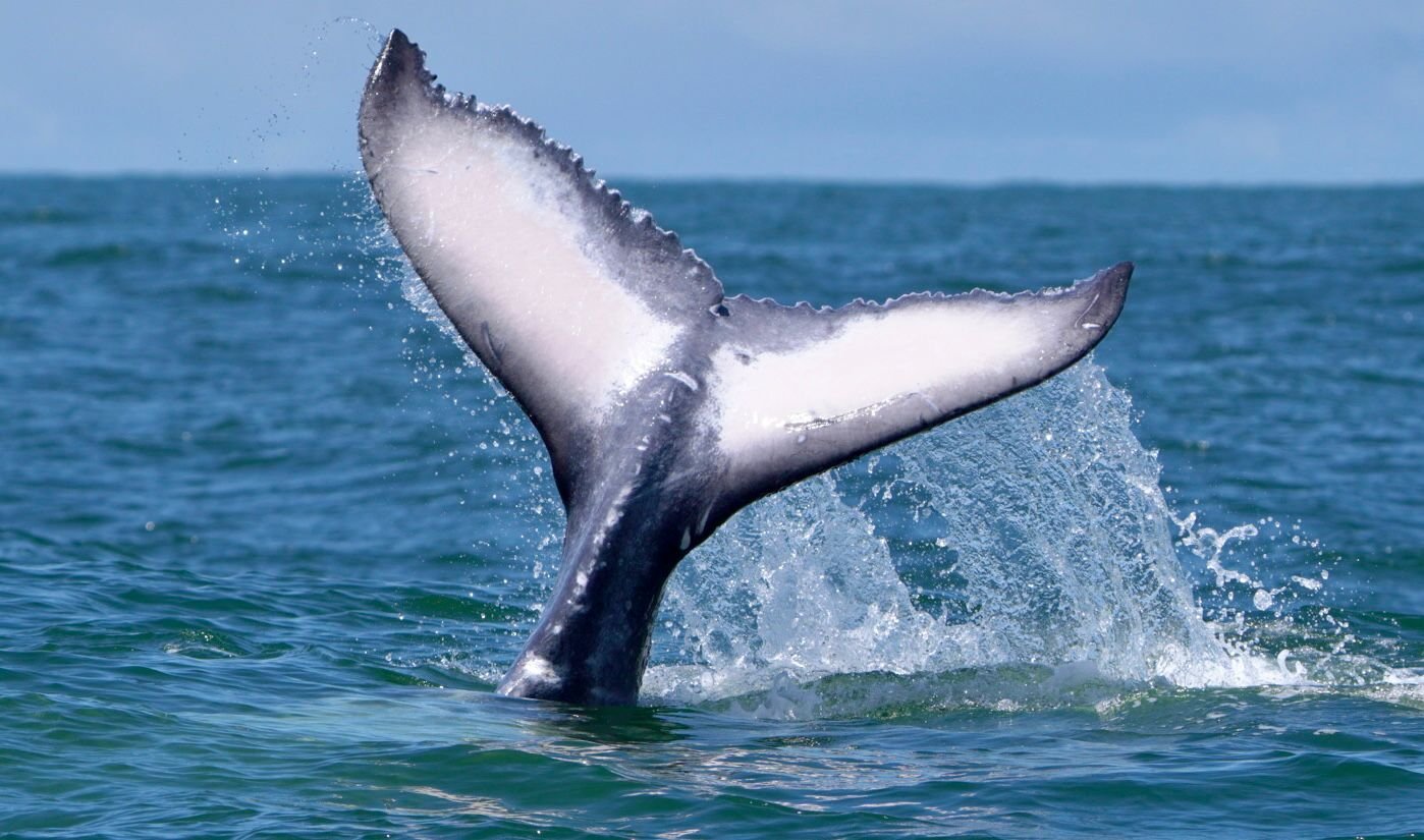 Whale tail in the Pacific Ocean near Uvita