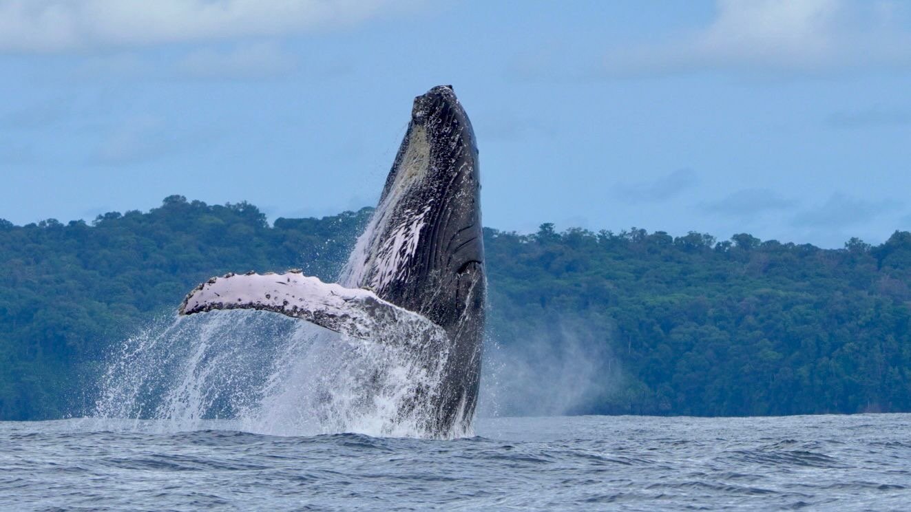 Humpback whale breaching near Marino Ballena National Park